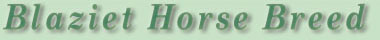blaziet horse breed