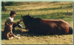 breeding arab thoroughbred